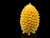 Large pinecone set